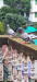 কবুতর